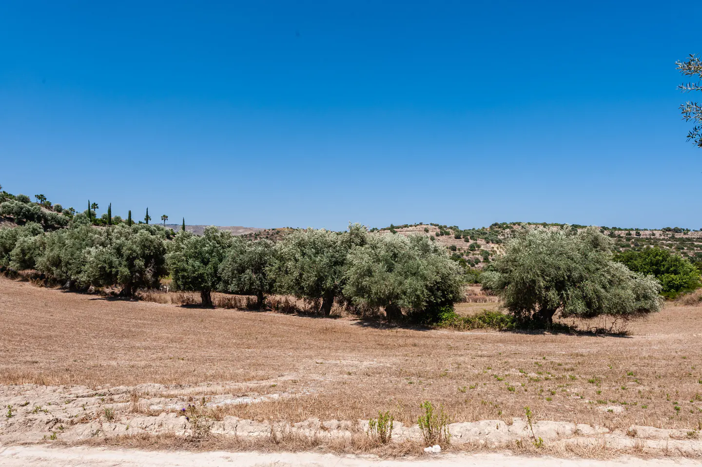 Olive grove under a clear blue sky. Brown, dry grass covers the ground, with green trees lining the horizon.