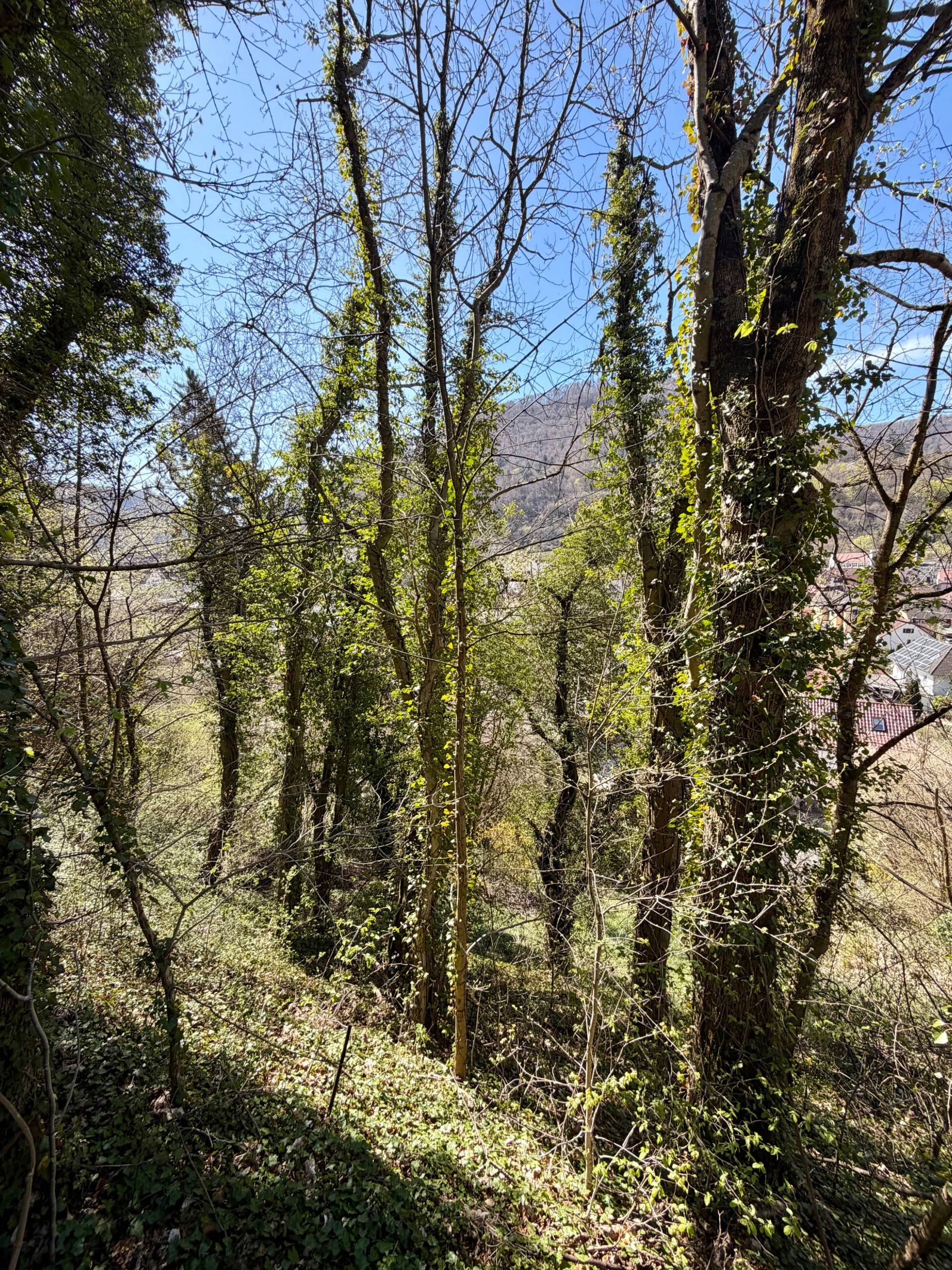 Sonniges Baugrundstück in ruhiger Aussichtslage von Bad Urach