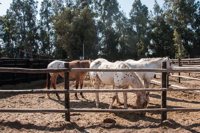 Horses in a paddock. A brown horse and two white horses with brown spots stand in a fenced paddock with trees in the background.