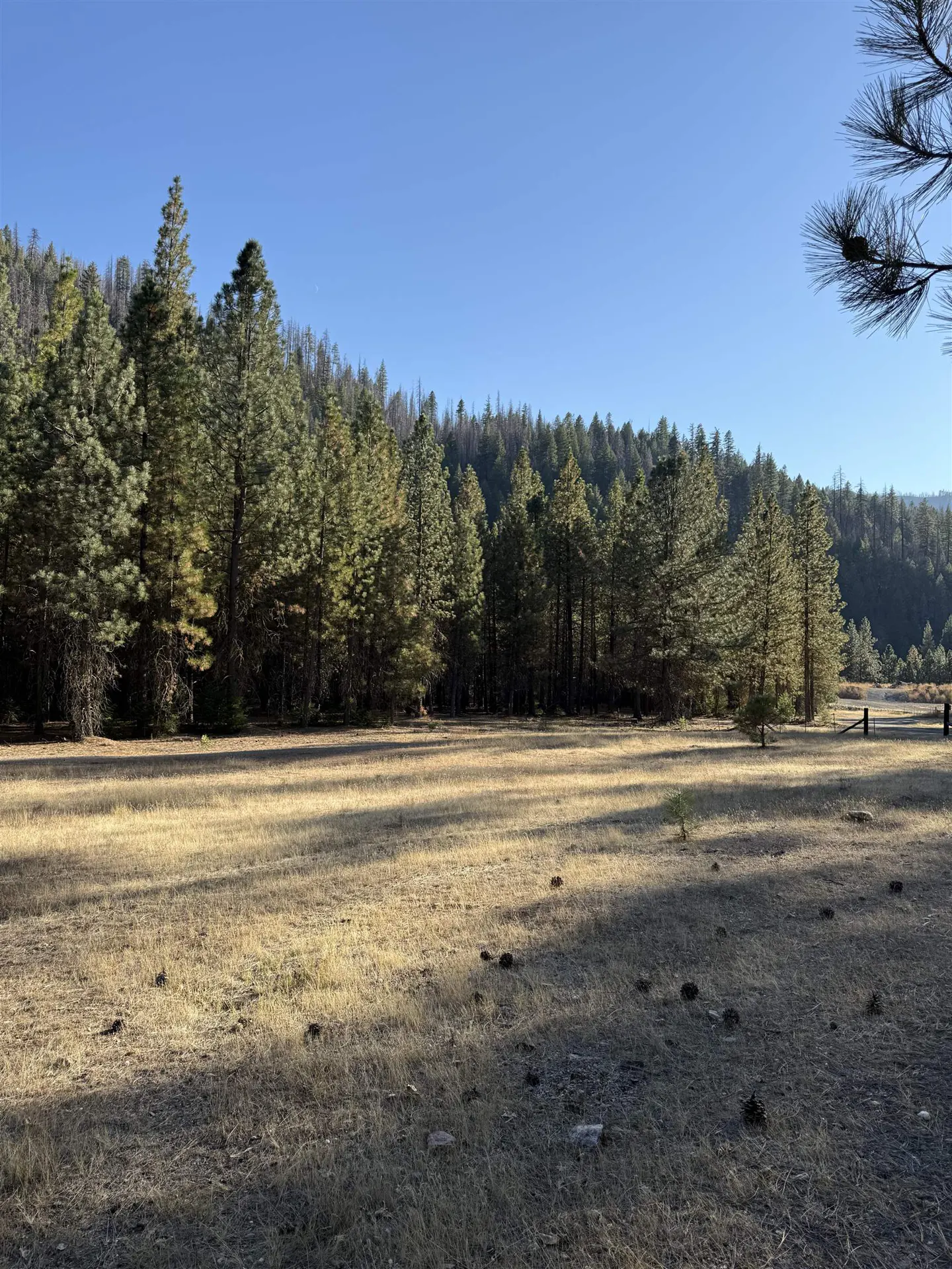A wide, sunlit meadow with dry golden grass bordered by a dense forest of tall green pine trees under a clear blue sky.