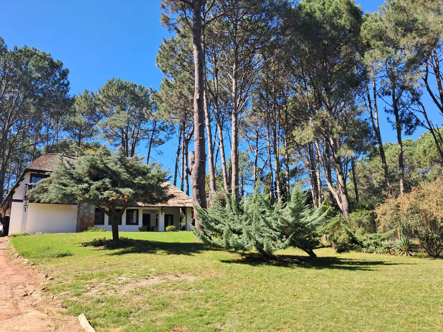 A white house with a thatched roof sits among tall pine trees under a clear blue sky.