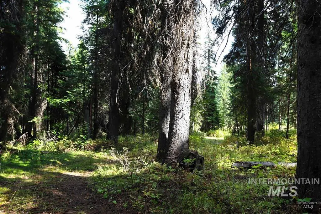 Lush green forest with tall trees and dappled sunlight filtering through the canopy. A path leads into the woods.