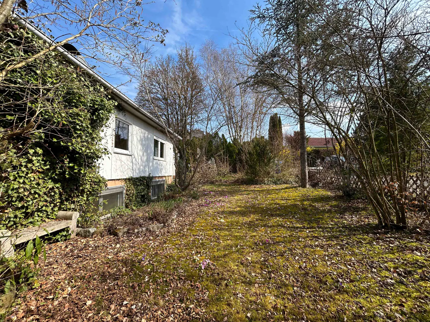 Exterior view of a white house with ivy, a green lawn covered in leaves, and bare trees under a blue sky.