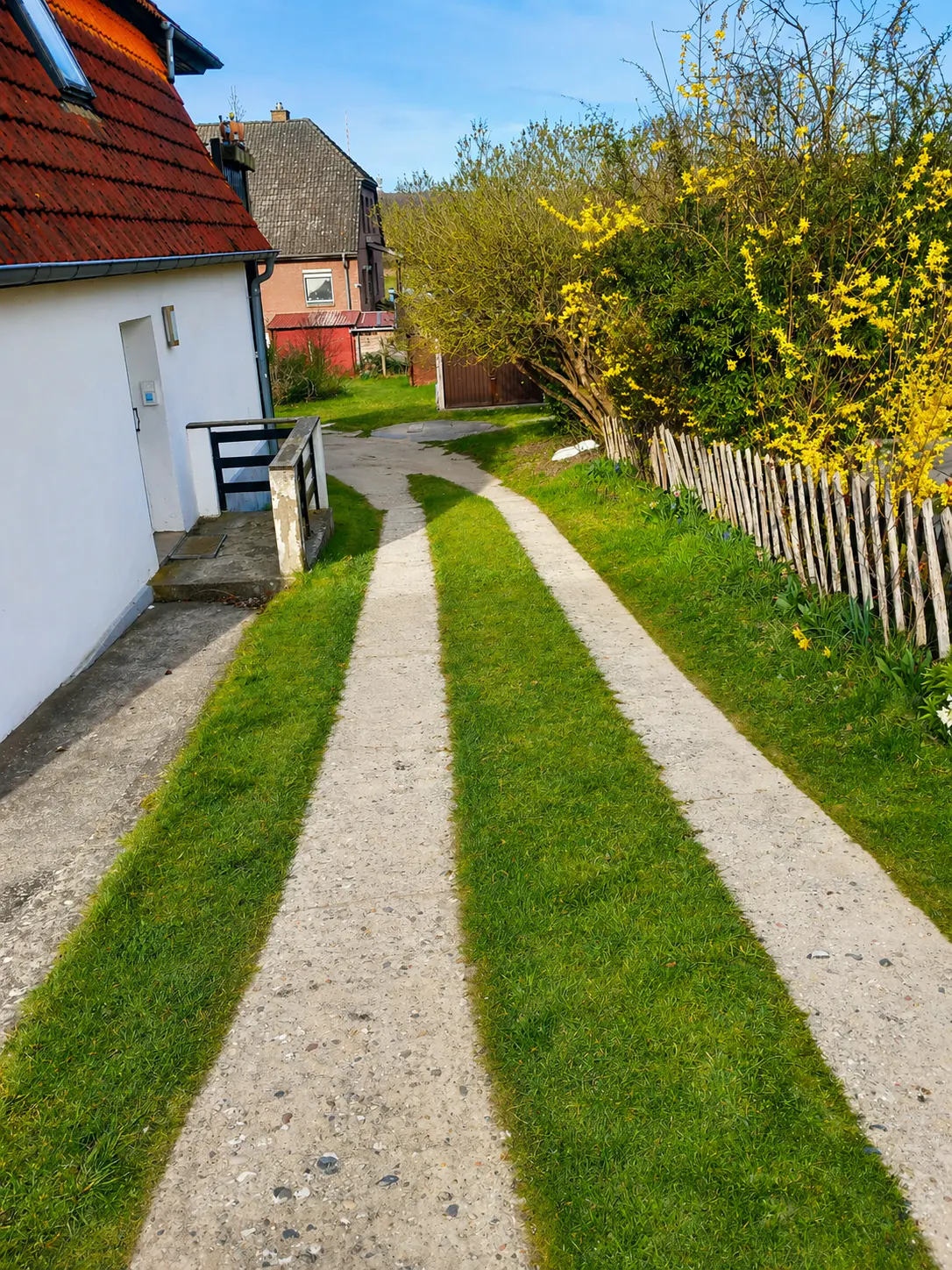 Driveway with grass strips leading to a white house with a red roof and a yellow flowering bush.
