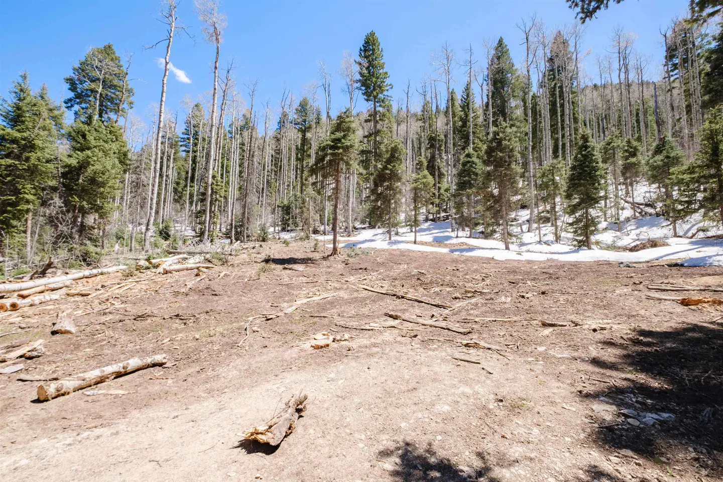 A clearing in a forest with tall pines and bare trees under a blue sky. Logs are scattered on the ground.
