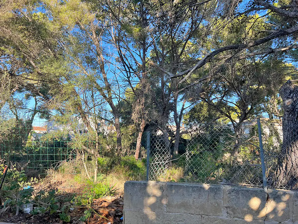A lot with trees and a green chain-link fence behind a low concrete wall. Blue sky is visible through the trees.
