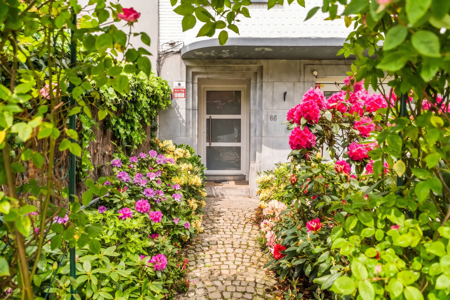 Stone path leads to a house entrance framed by vibrant pink and yellow rhododendrons and lush greenery. The house number "66" is visible.