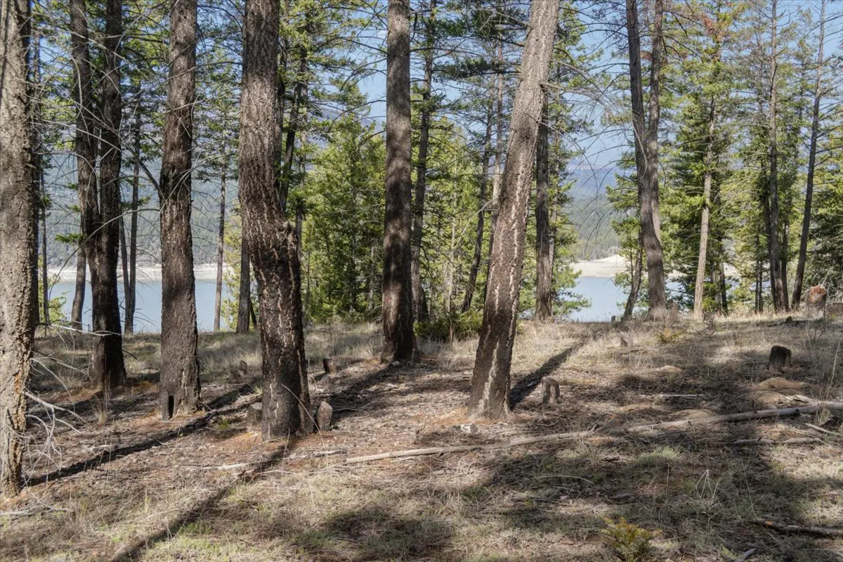 A wooded lot with tall trees and a view of a lake in the distance.