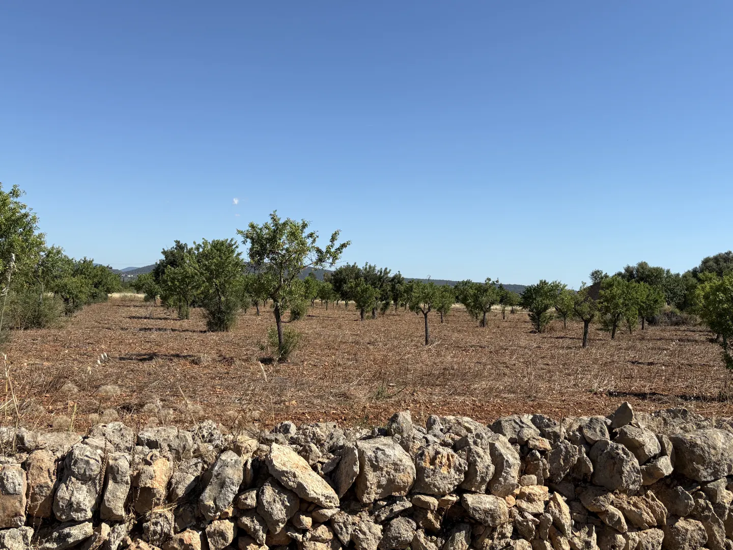 A sunny orchard view with a stone wall in the foreground and rows of green trees under a clear blue sky.