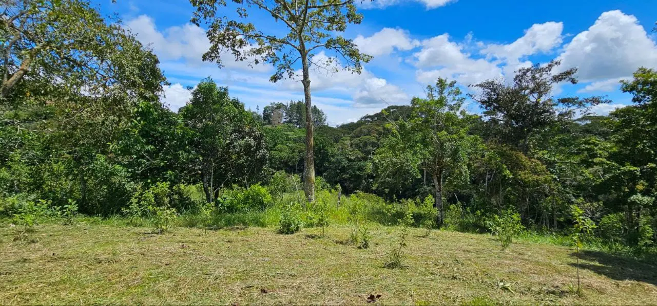 Lush green land with trees under a blue sky with white clouds.