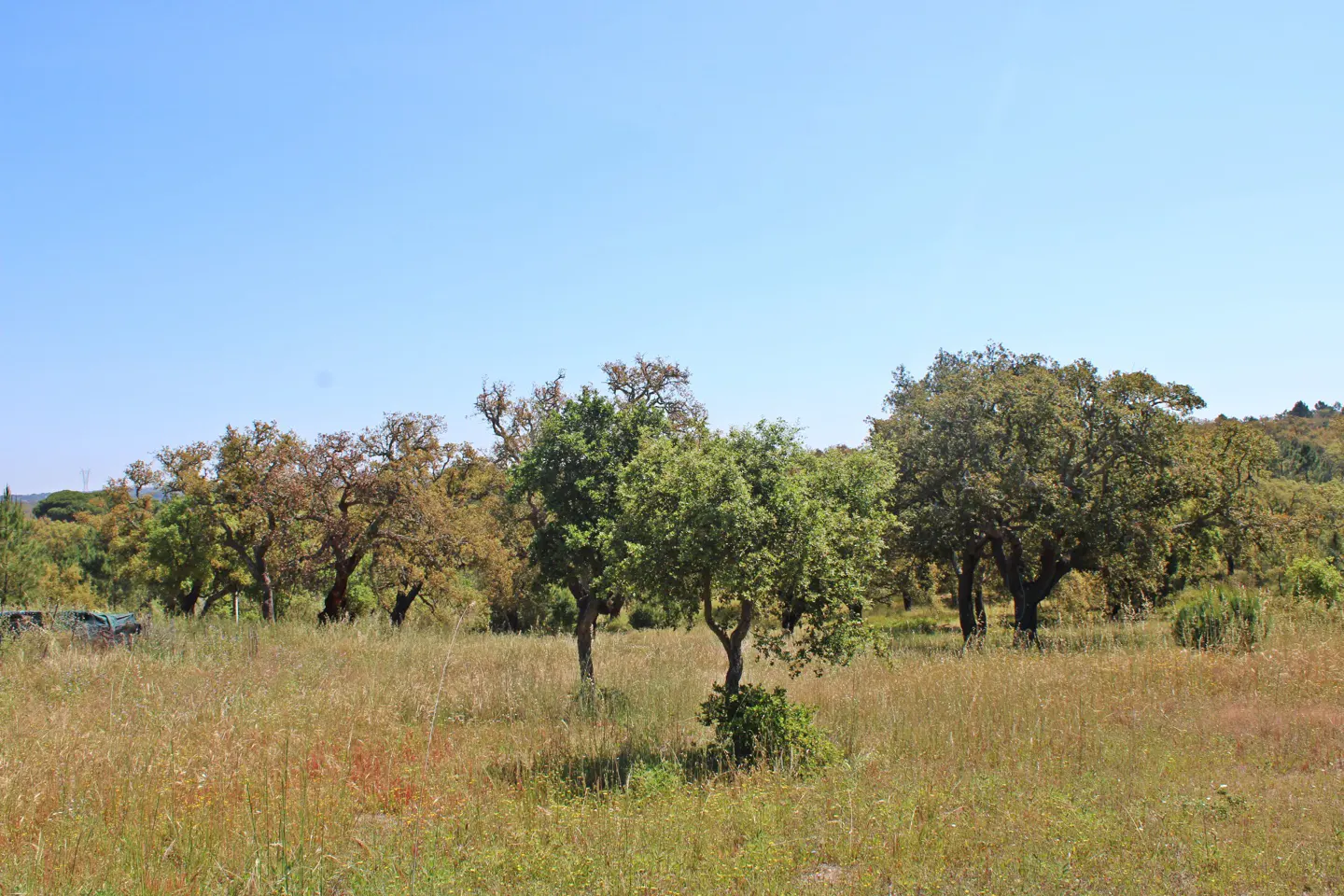 A field of tall grass with trees under a clear blue sky.