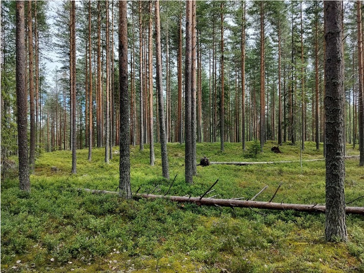 4.200 Hektar zertifizierter Produktionswald in Finnland