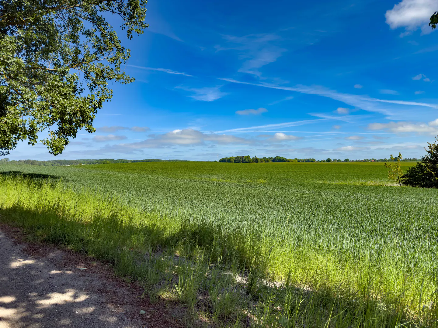 A vast green field under a bright blue sky with light clouds, viewed from a dirt path with tree shadows in the foreground.