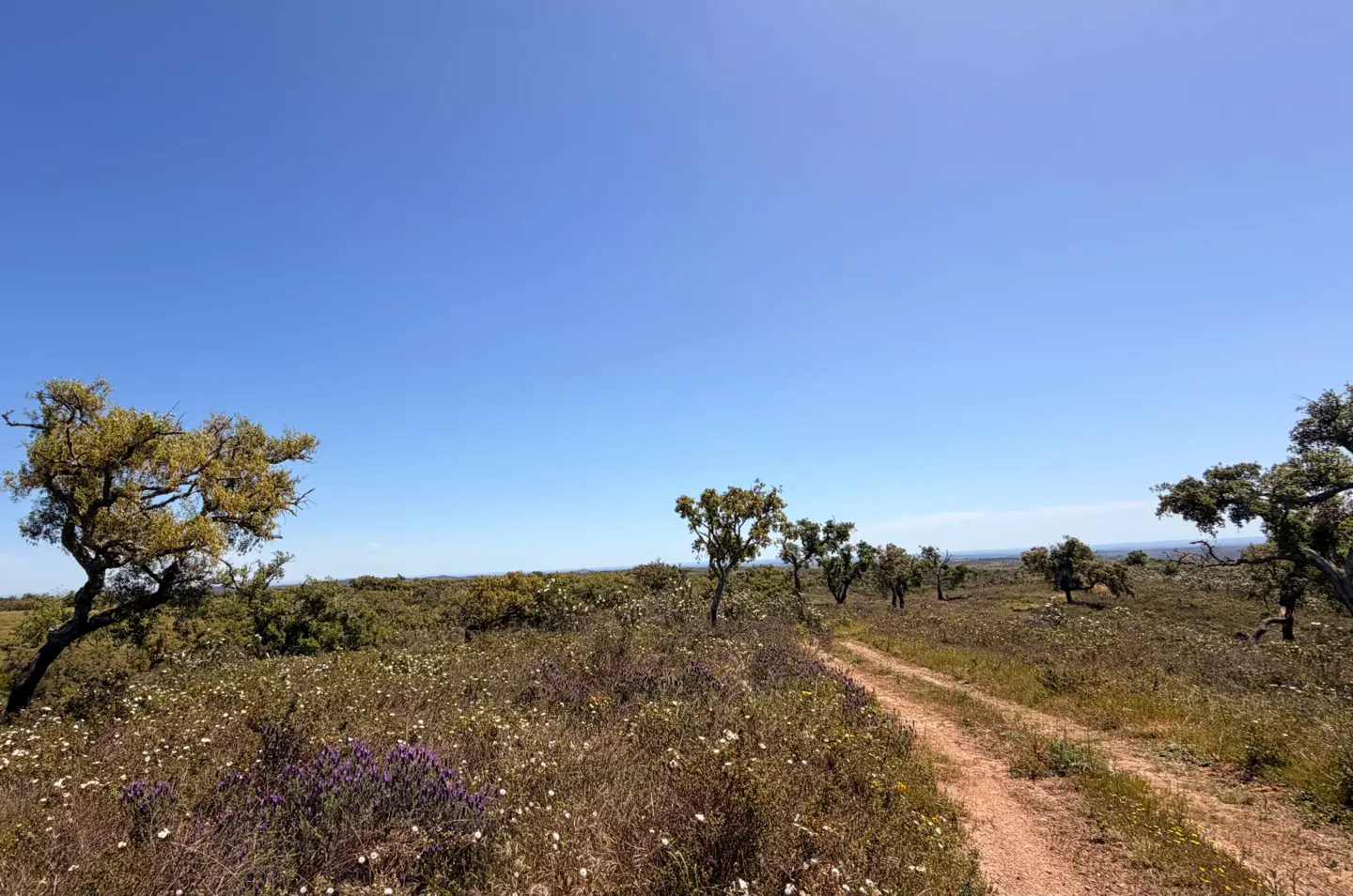 Dirt path through a field of wildflowers and trees under a clear blue sky.