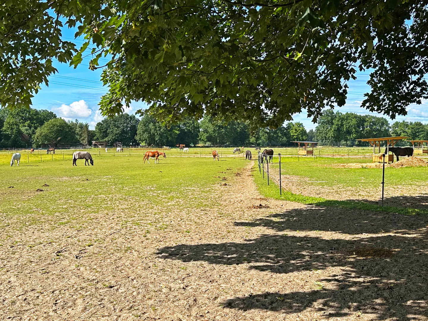 Pasture with horses grazing on a sunny day. Green grass, trees, and blue sky. Shadow of tree in foreground.