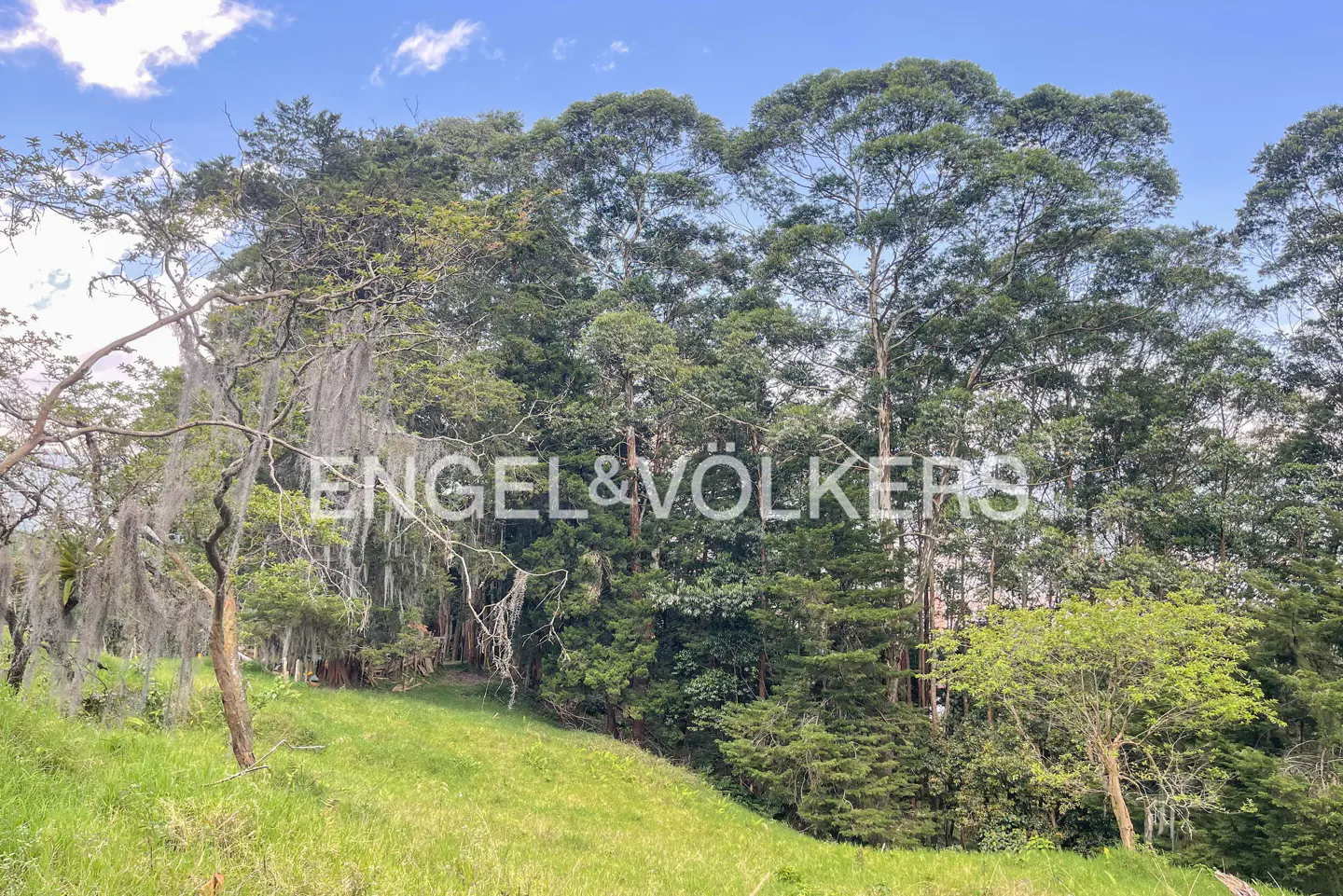 Lush green hillside with tall trees and Spanish moss. Engel & Völkers logo overlayed. Blue sky with clouds.