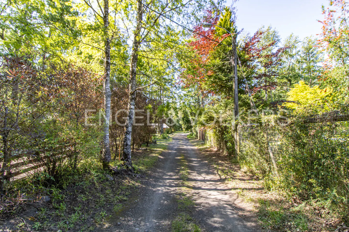 A dirt road leads through a lush green forest with tall trees and bushes on either side. Sunlight filters through the leaves, creating dappled shadows on the path.