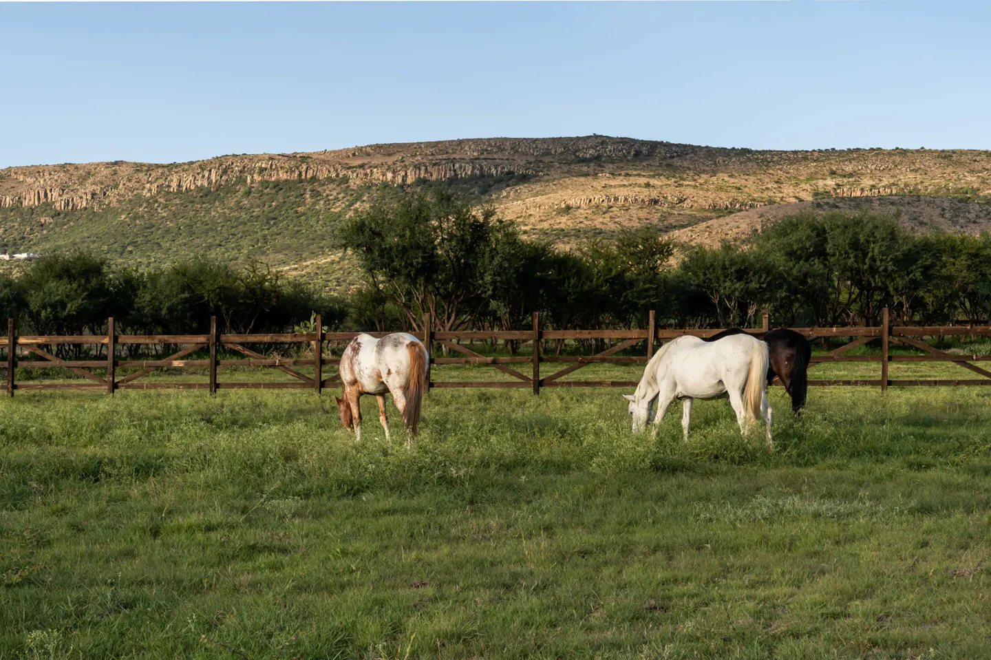 Three horses graze in a green pasture behind a wooden fence, with a hill in the background.