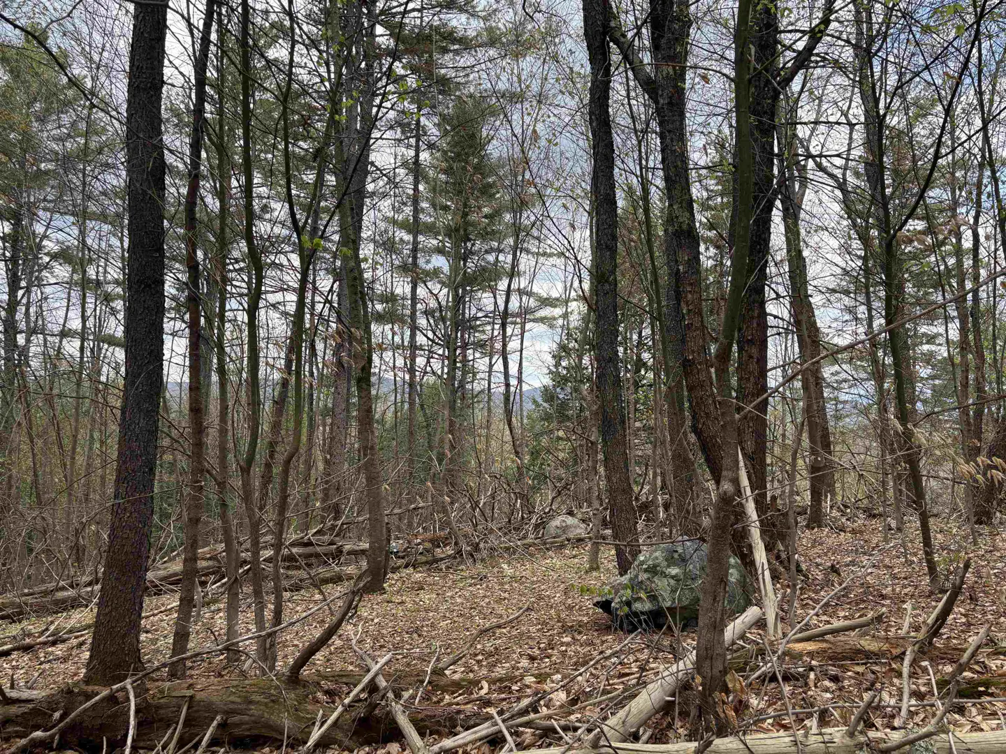 A wooded lot with tall trees, fallen leaves, and a large rock.
