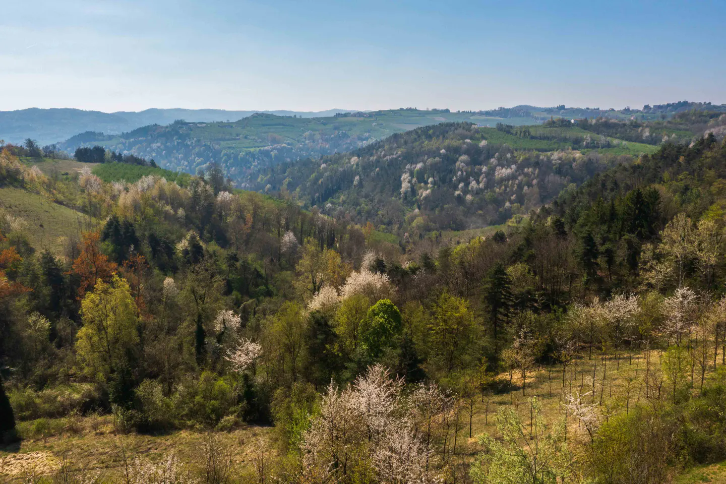 Hills covered in green trees and white flowering trees under a blue sky.