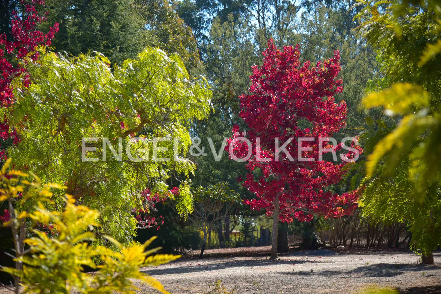 A landscape view of trees with green and red leaves, with the Engel & Volkers logo.