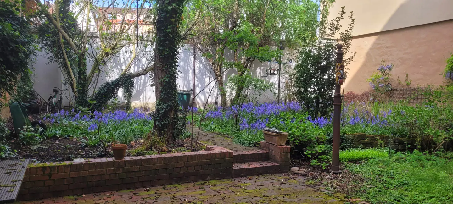 A lush garden with bluebells in bloom. A brick path leads through trees and greenery, with a brick wall and building in the background.