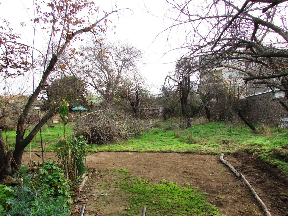 Overgrown backyard with bare trees, green grass, and a patch of brown dirt. A building is visible in the background.