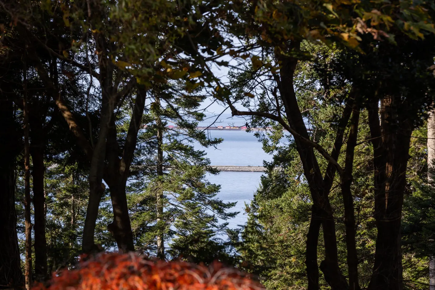 Ocean view framed by trees. Blue water with a distant pier and ships visible through the green foliage.