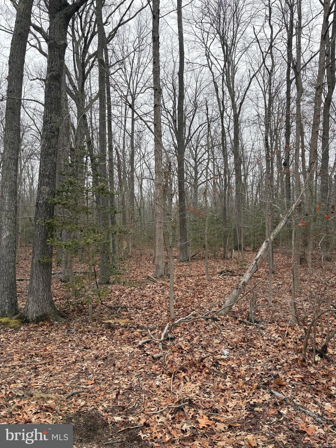 Beautiful Wooded Lot Offering Privacy and Peace
