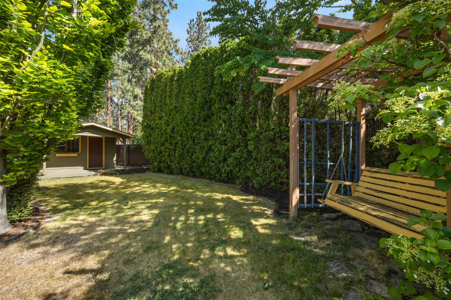 A backyard with a yellow swing under a wooden pergola, a green shed, and a tall green hedge.