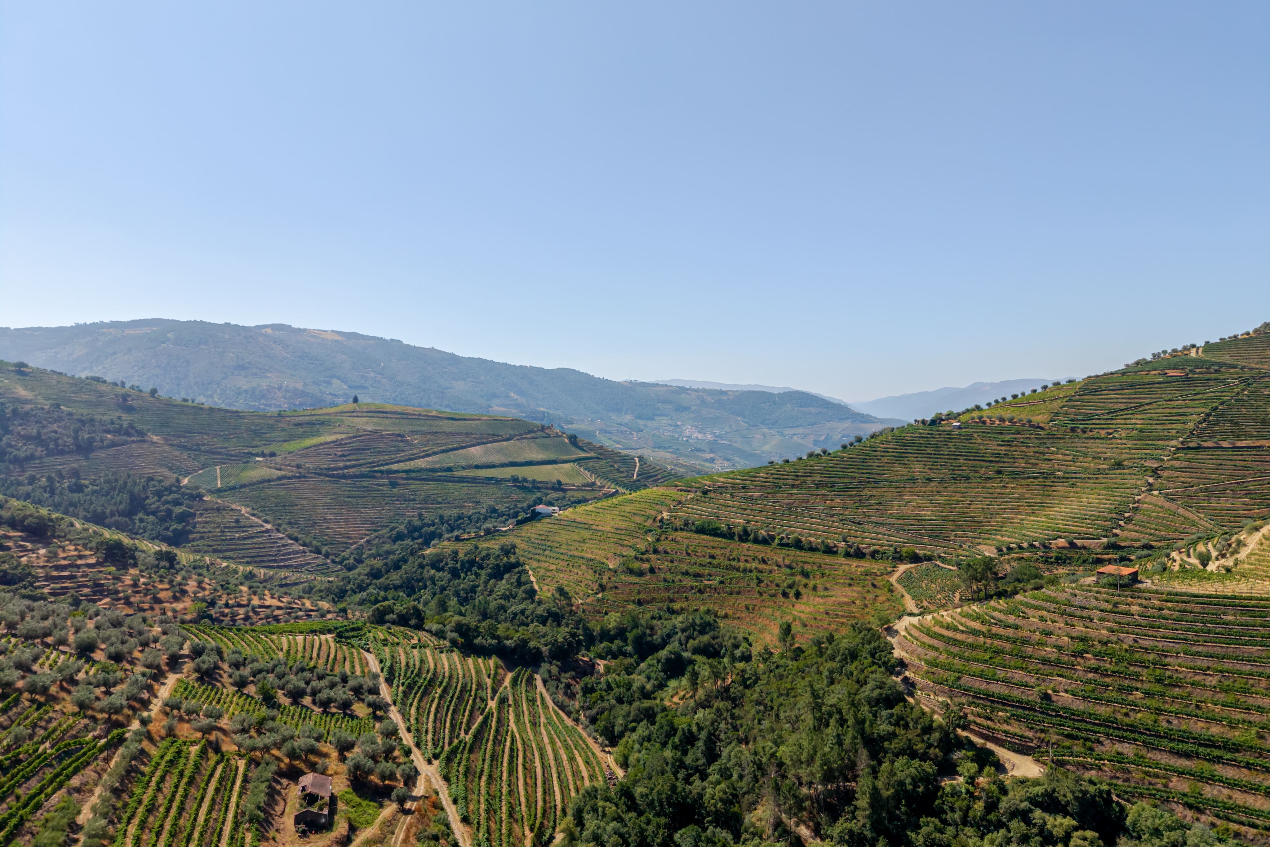 Prestigious Douro UNESCO Estate with 50 Hectares and High Wine-Growing Potential