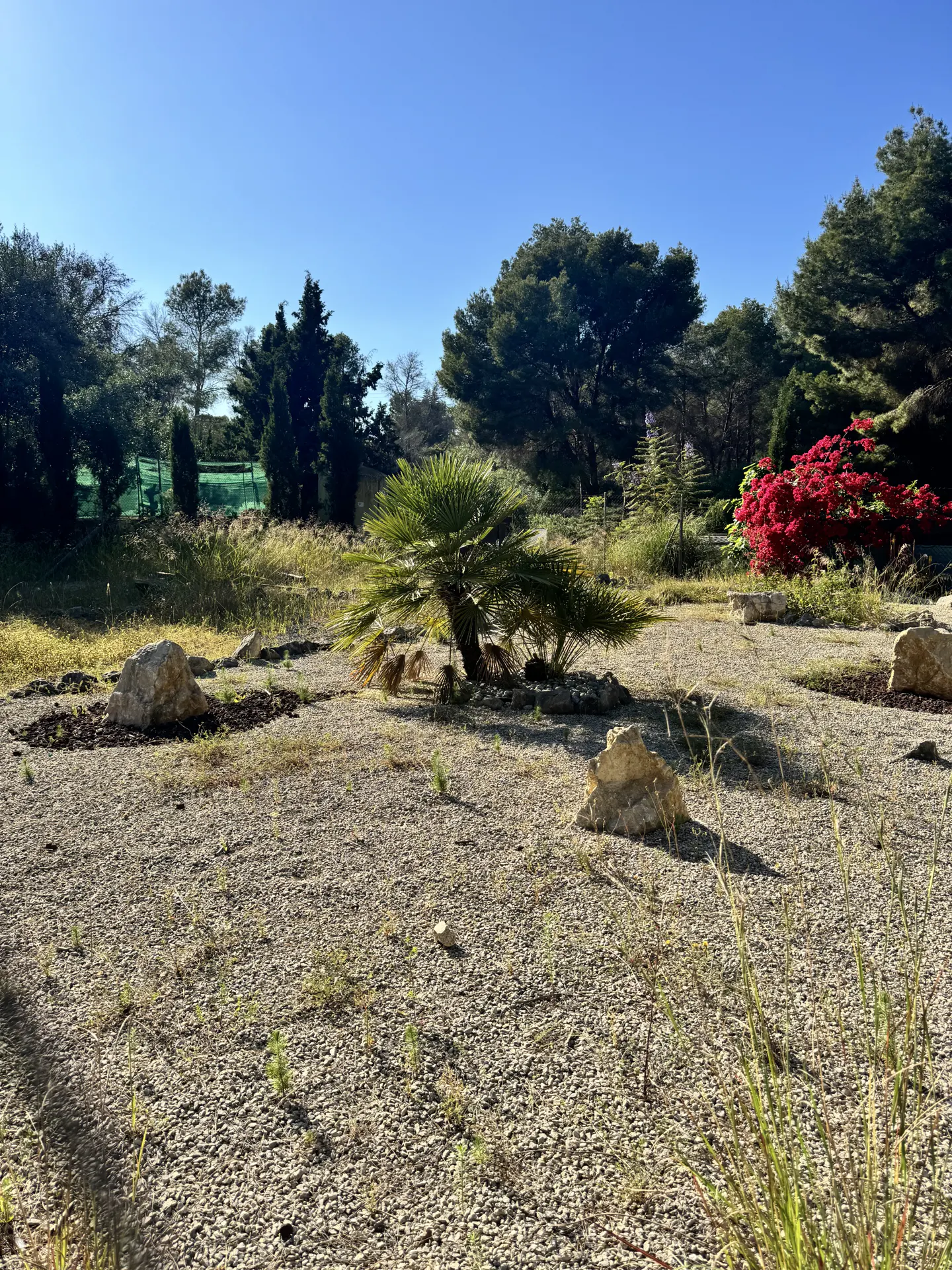 Gravel yard with palm tree, rocks, and red flowering bush. Trees line the background under a clear blue sky.