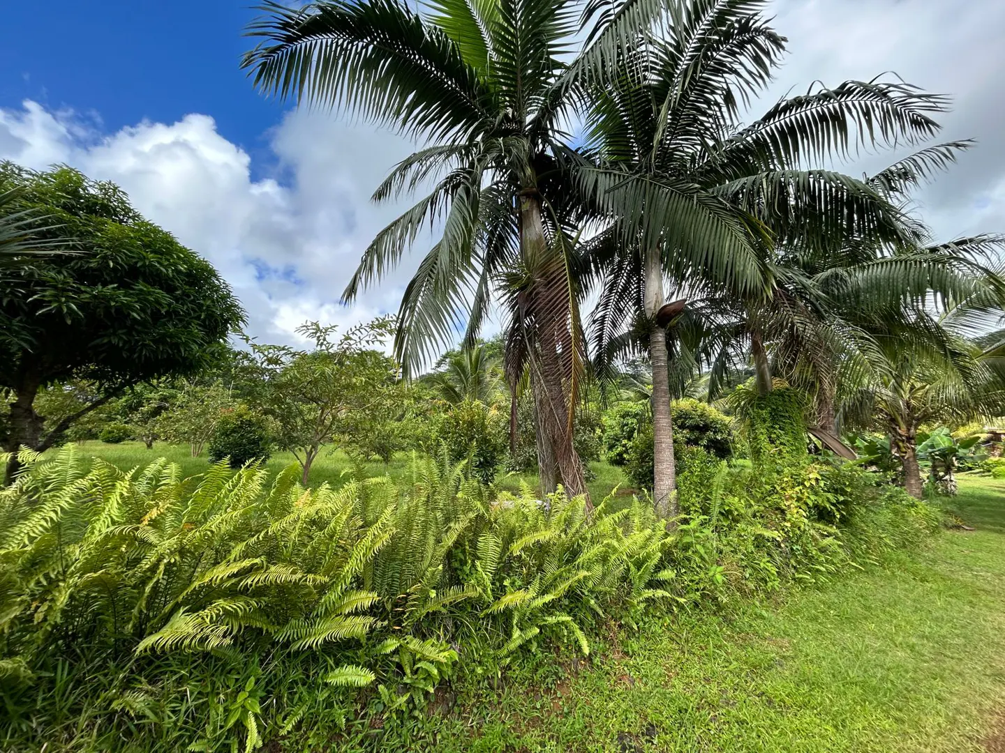 Lush tropical landscape with palm trees, ferns, and green grass under a blue sky with scattered clouds.