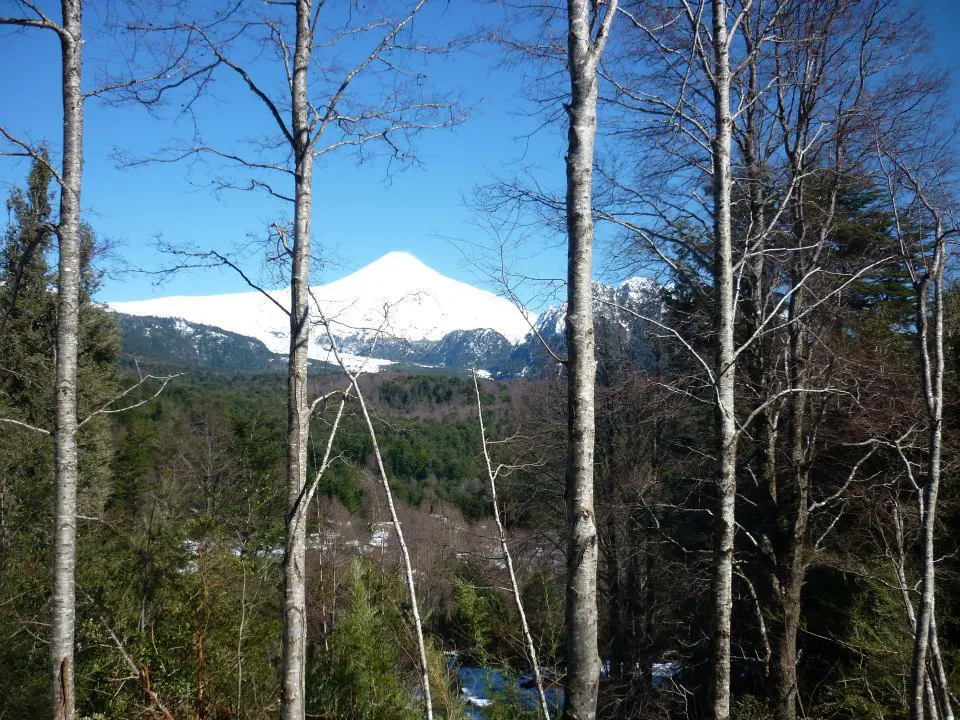 Snow-capped mountain view through trees. Green forest below, blue sky above.