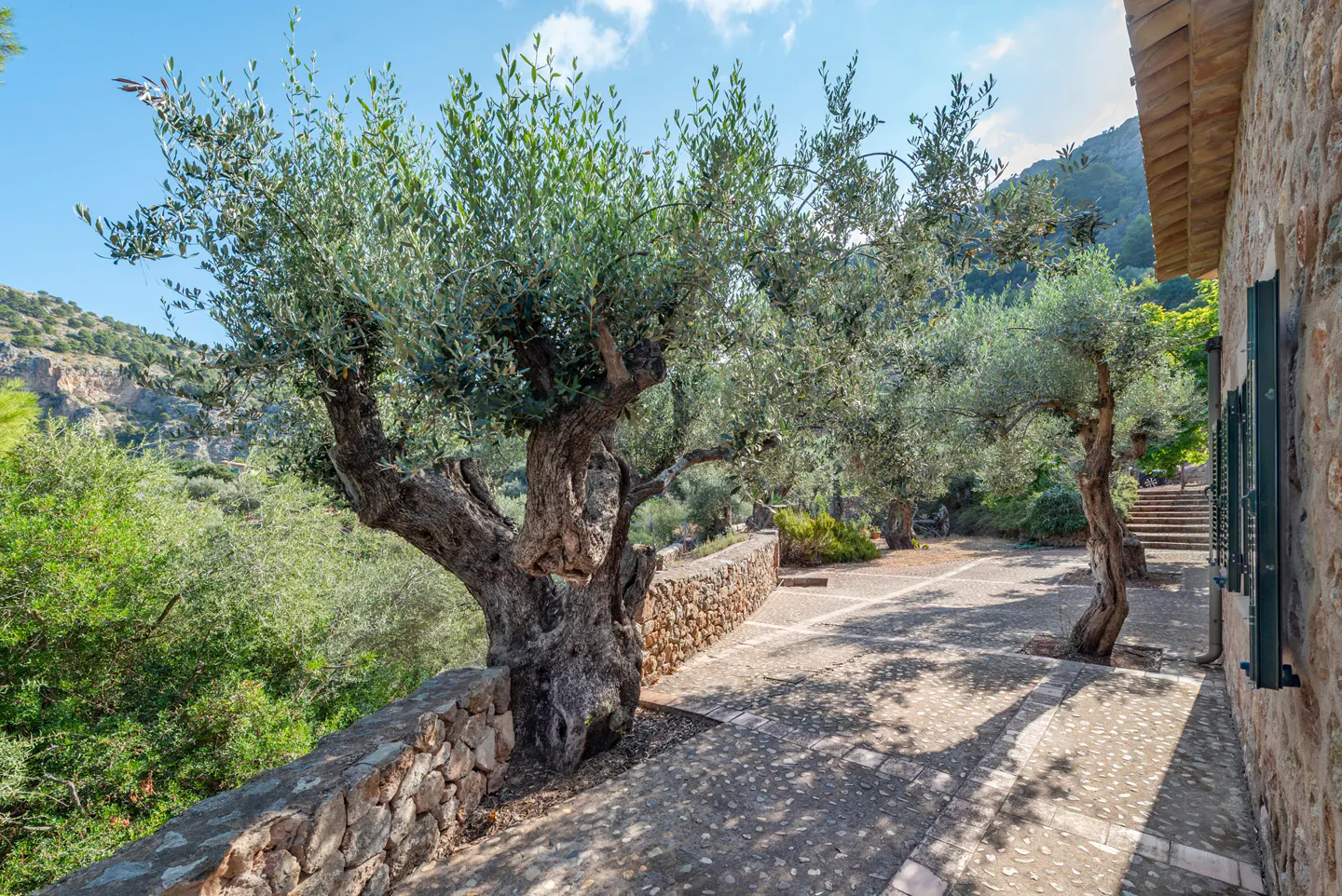 Stone path with olive trees and stone walls leading to a stone building with green shutters on a sunny day.