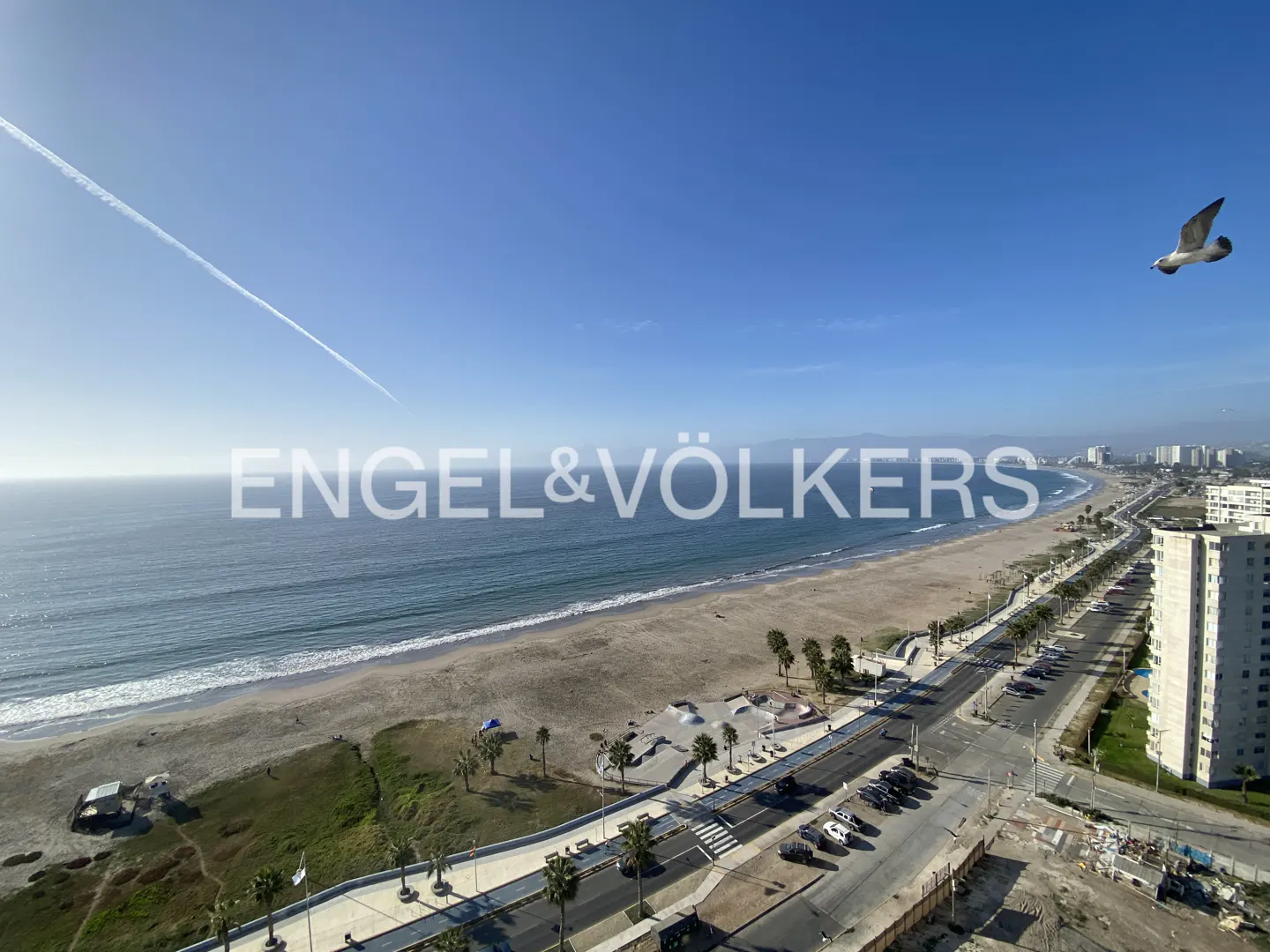 Ocean view of a sandy beach with waves, a road with palm trees, and a city skyline under a blue sky with a seagull.