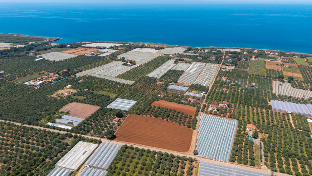 Aerial view of farmland with greenhouses and olive groves near the blue sea.