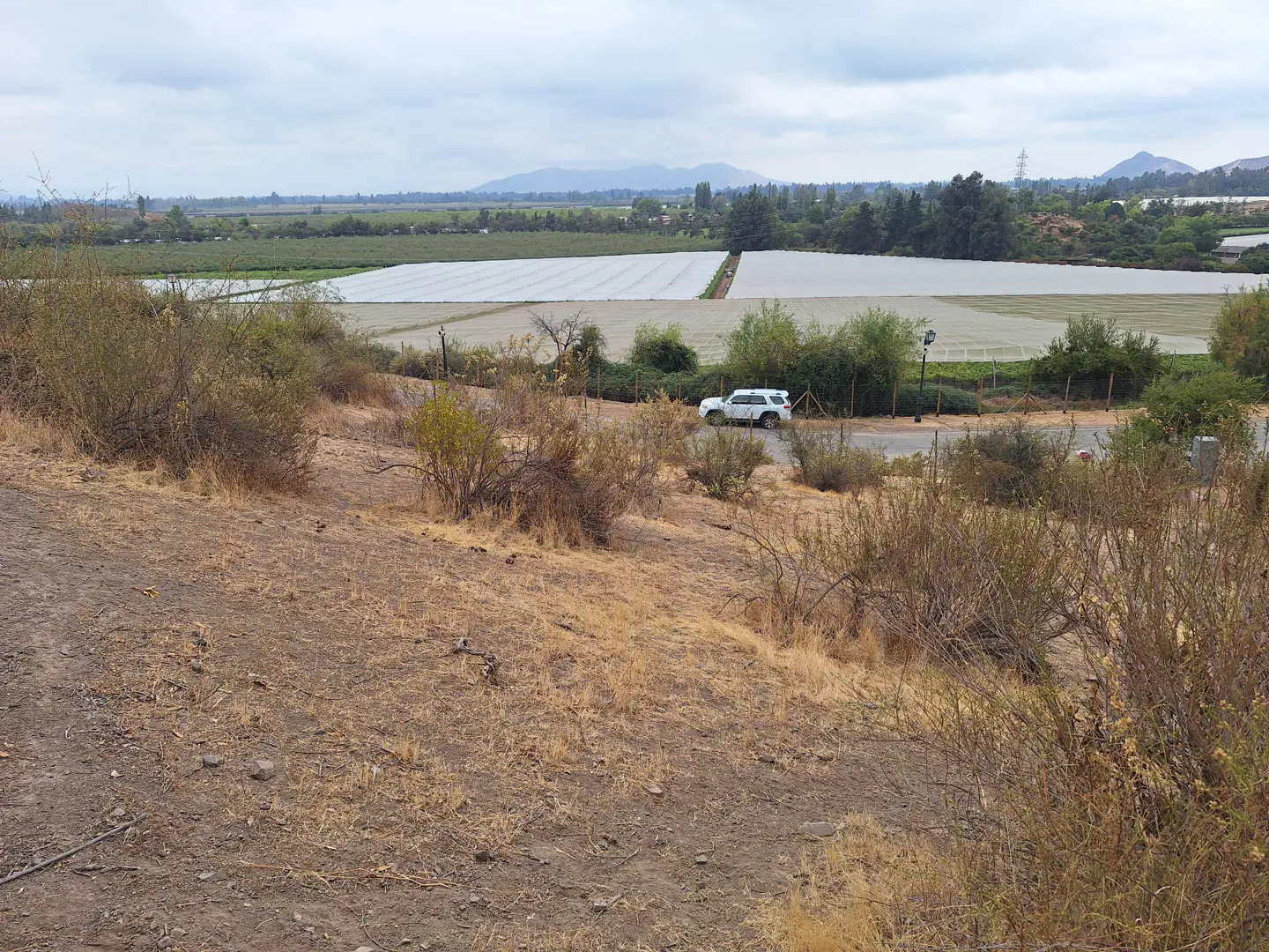 View of a farm with white plastic-covered fields, a white SUV, and dry brush in the foreground.