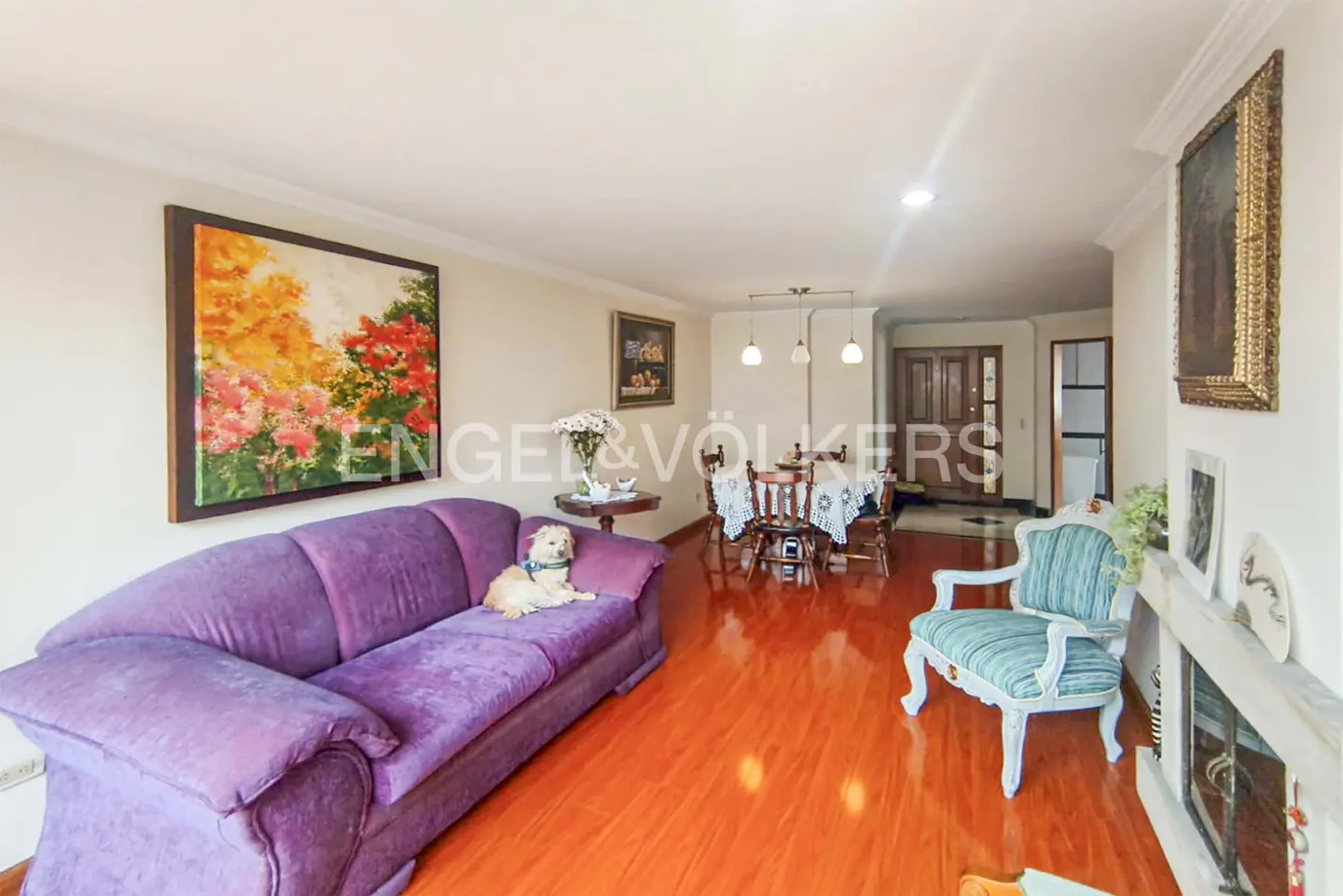 A living room with a purple sofa, a dog, a dining table, and a blue chair on a shiny wooden floor.