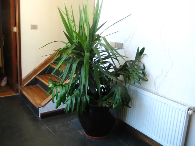 Indoor view of a large green plant in a black pot, next to a staircase and a white radiator.