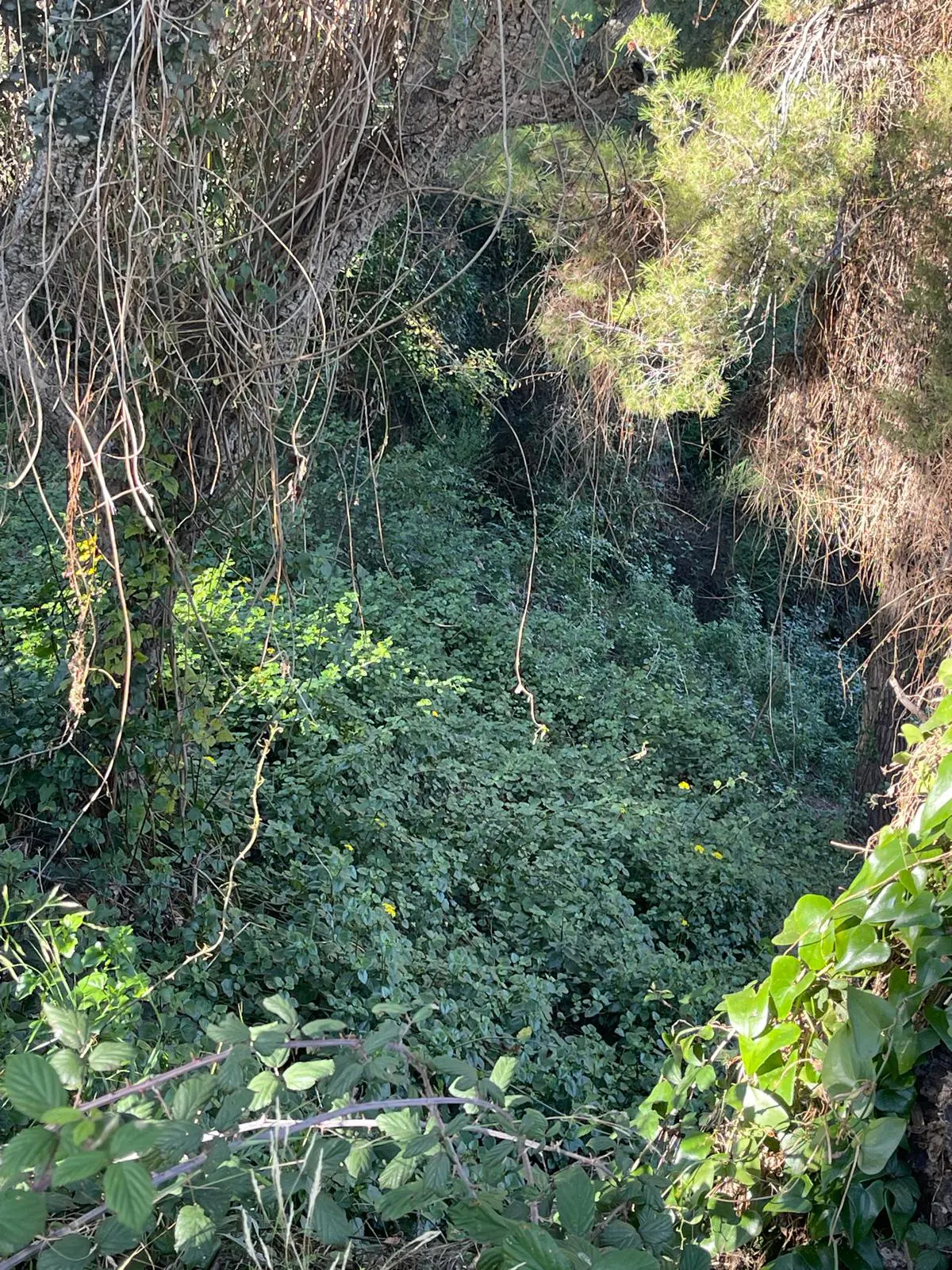 Lush green foliage fills a ravine, with trees and vines framing the view. Sunlight filters through the canopy, creating dappled light on the undergrowth.