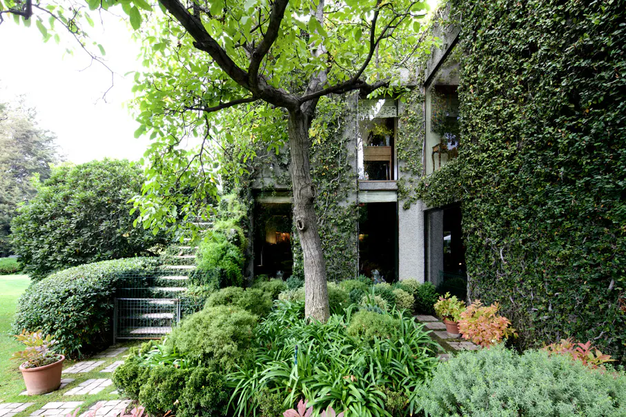 Exterior of a vine-covered house with a tree in the front yard and stone steps to the left.