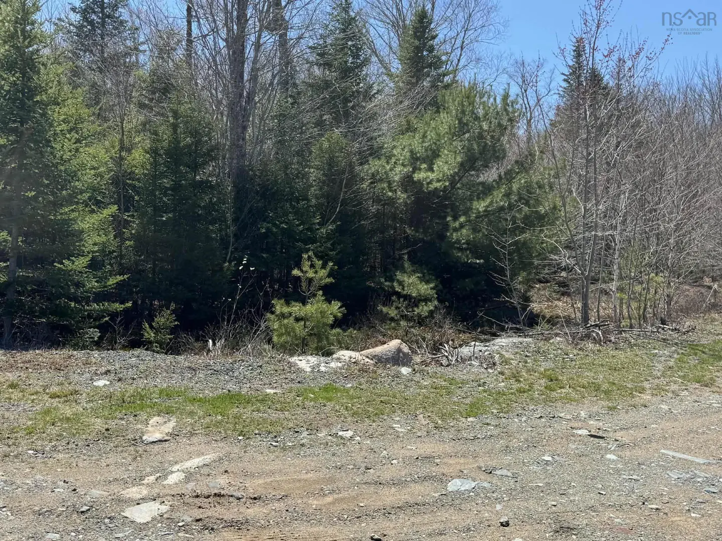 A wooded lot with green trees and a gravel road in the foreground on a sunny day.