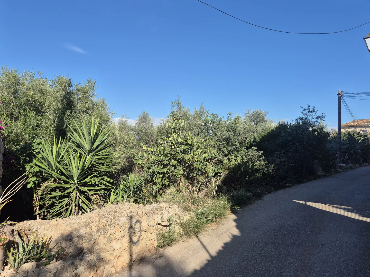 A sunny street view with lush green trees and a stone wall under a clear blue sky.