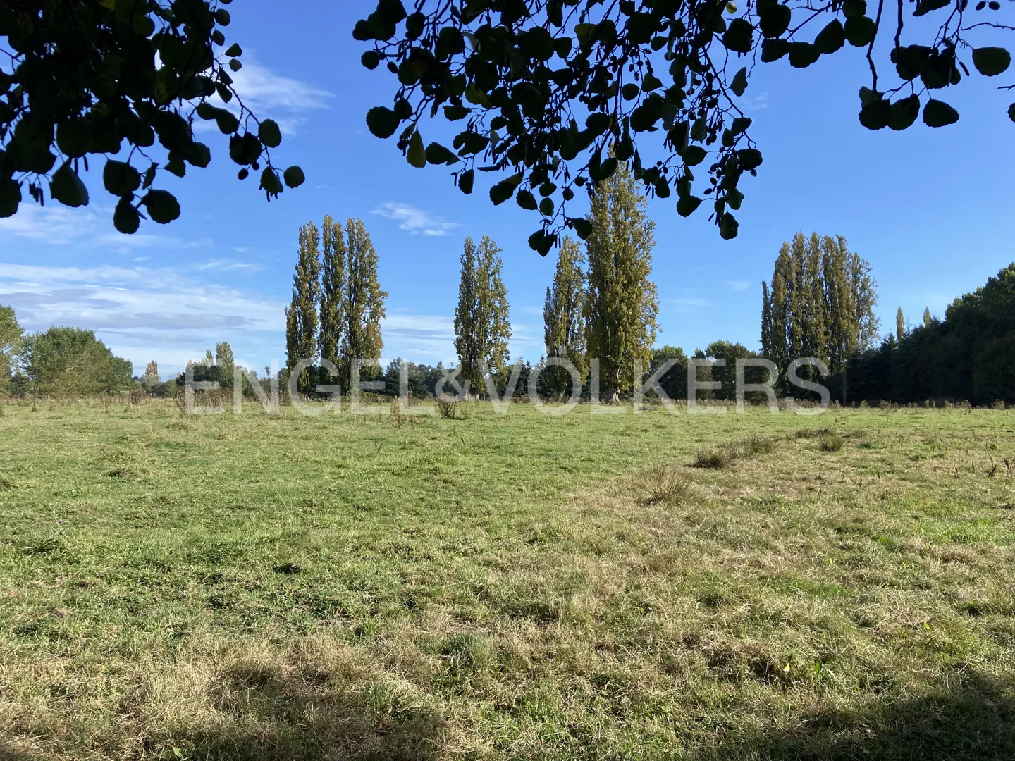 A grassy field under a blue sky, framed by tree branches. Tall, thin trees stand in the distance.