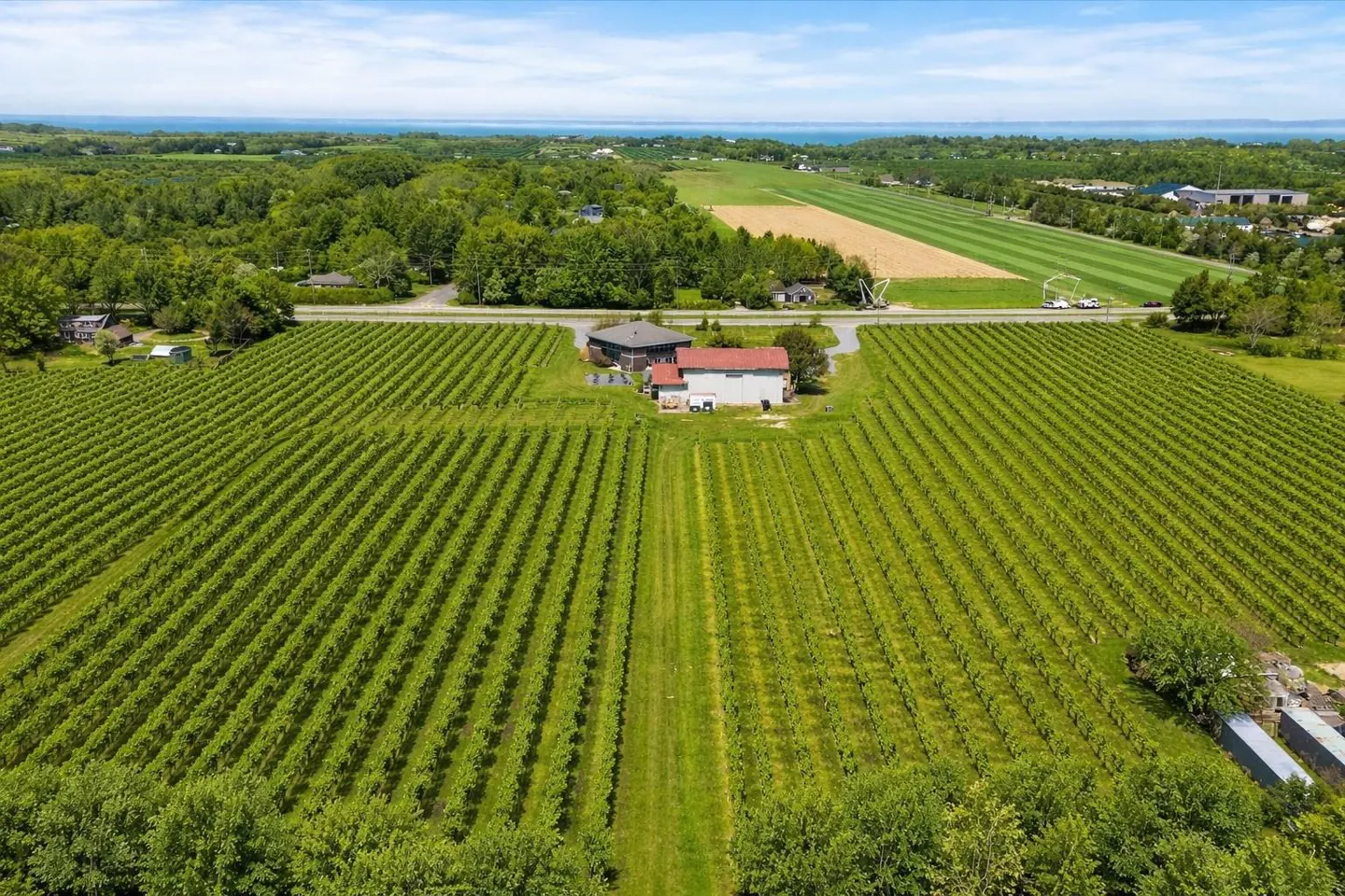 Aerial view of a vineyard with rows of green grapevines, a building with a red roof, and a blue sky with white clouds.