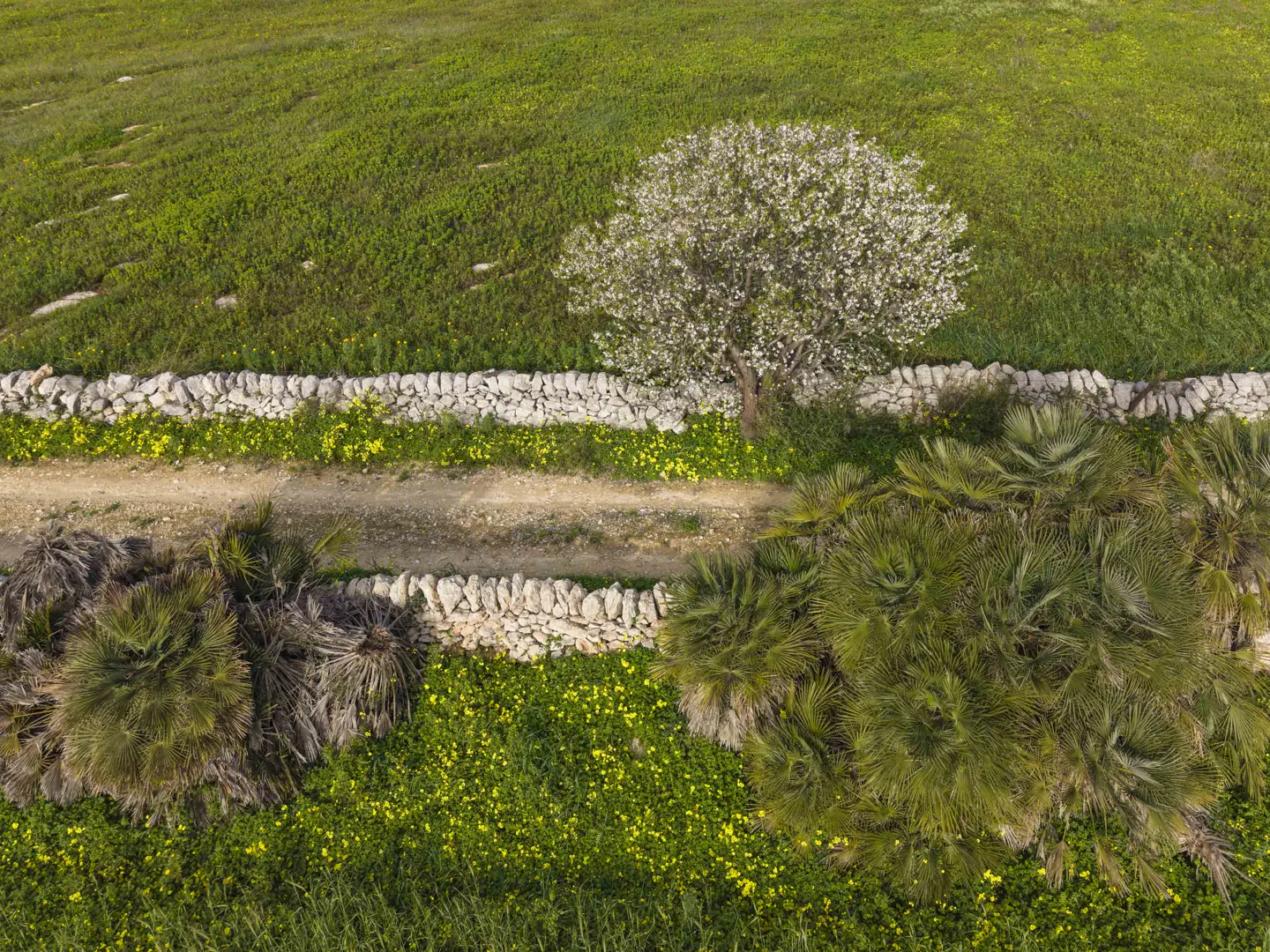 Aerial view of a dirt path between stone walls, green fields, palm trees, and a flowering tree.