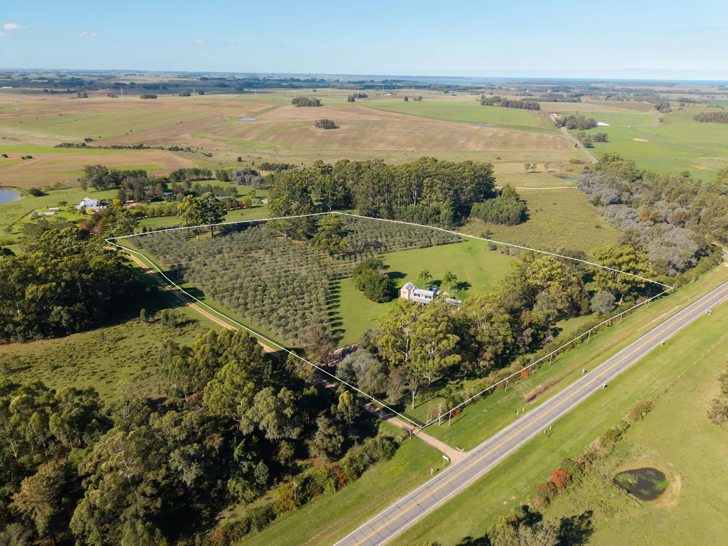 Aerial view of a large property with a house, olive grove, and green fields, bordered by trees and a road.