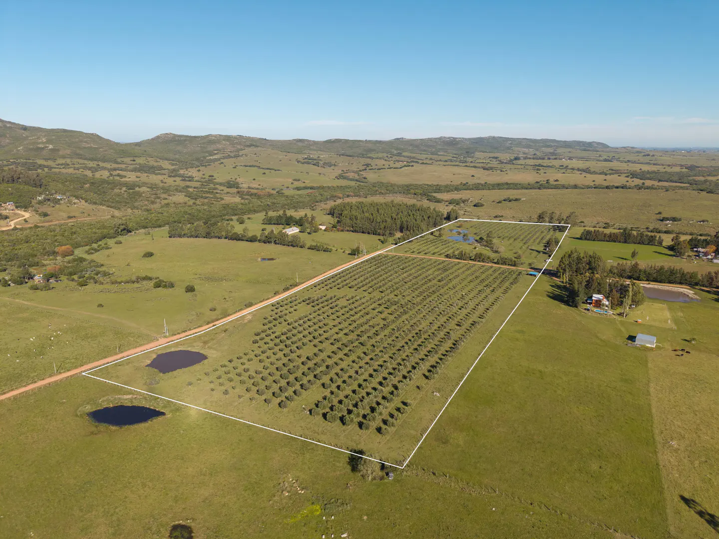 Aerial view of a green farm with rows of trees, ponds, and a white boundary line, under a blue sky. Hills are visible in the background.
