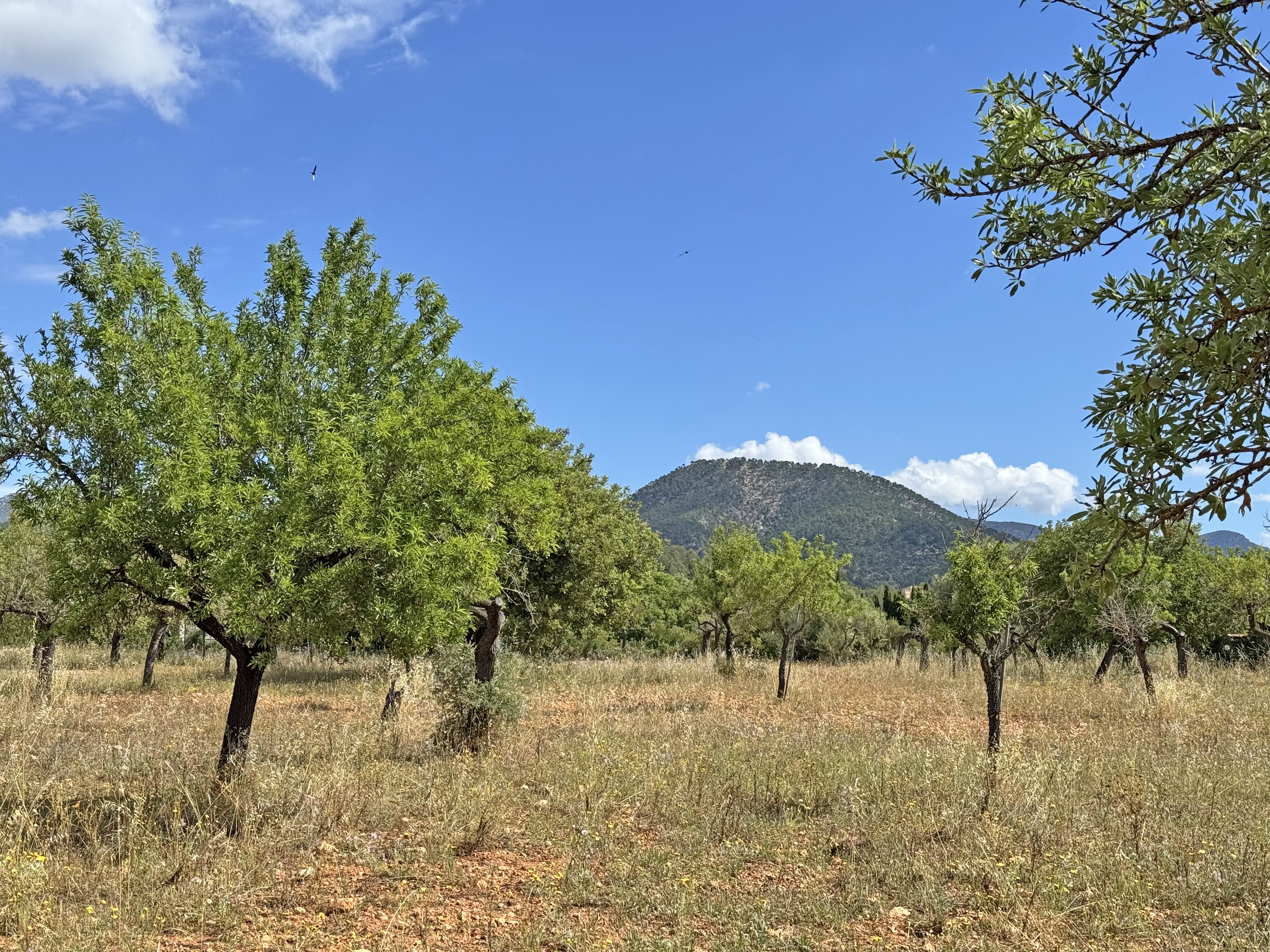 A sunny orchard with green trees and dry grass under a clear blue sky, with a large mountain in the background.